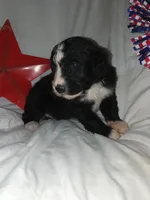 Boy Puppy 1, a male Bernedoodle for sale in Des Moines, IA – 2 of 7
