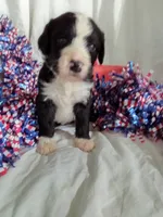 Girl Puppy 5, a female Bernedoodle for sale in Des Moines, IA – 3 of 6