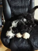 Girl Puppy 5, a female Bernedoodle for sale in Des Moines, IA – 2 of 10
