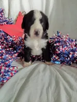 Girl Puppy 5, a female Bernedoodle for sale in Des Moines, IA – 6 of 6