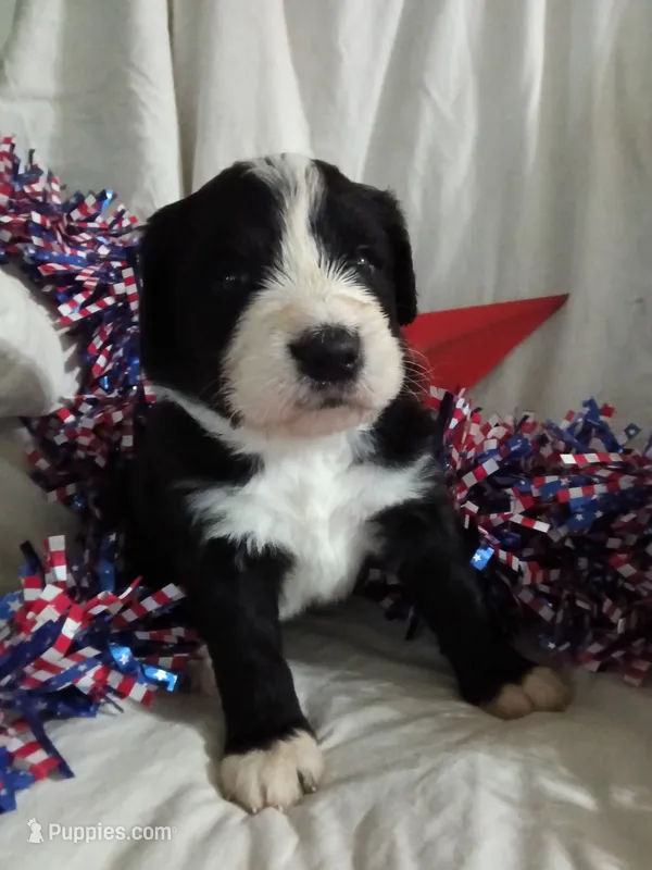 Hot pink collar girl – Bernedoodle puppy for sale in Des Moines, IA