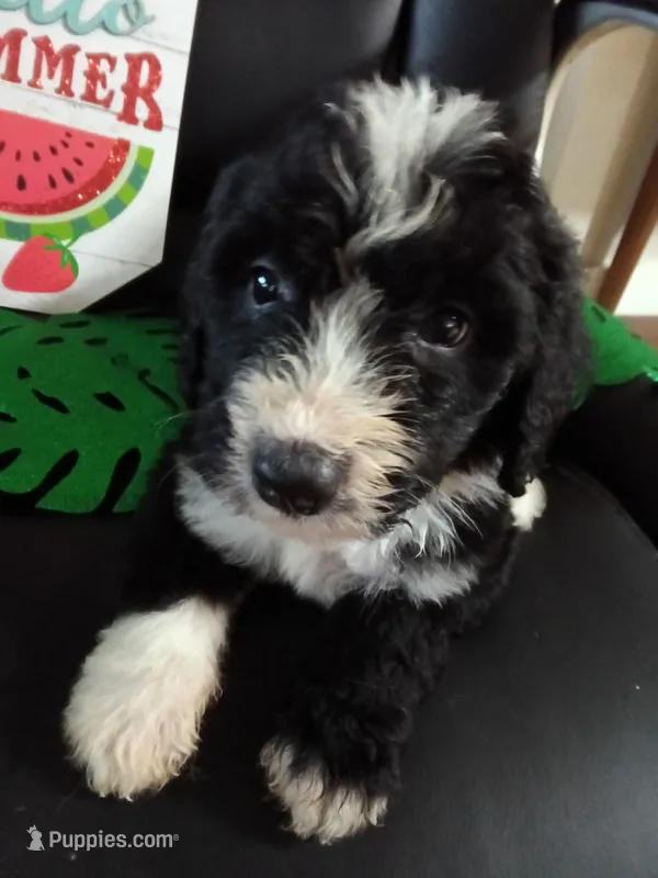 Black Collar girl – Bernedoodle puppy for sale in Des Moines, IA