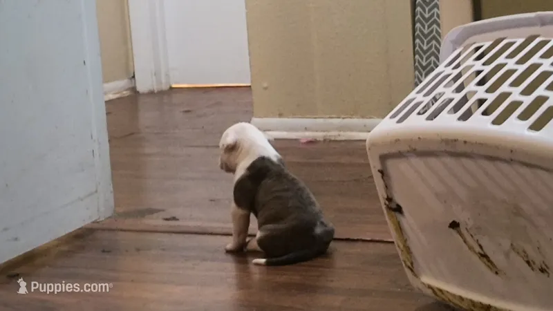 Piggy – Rottweiler, American Pit Bull Terrier puppy for sale in Palm Bay, FL