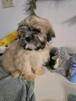 Kenai , a male Lhasa Apso for sale in Canal Fulton, OH – 9 of 10