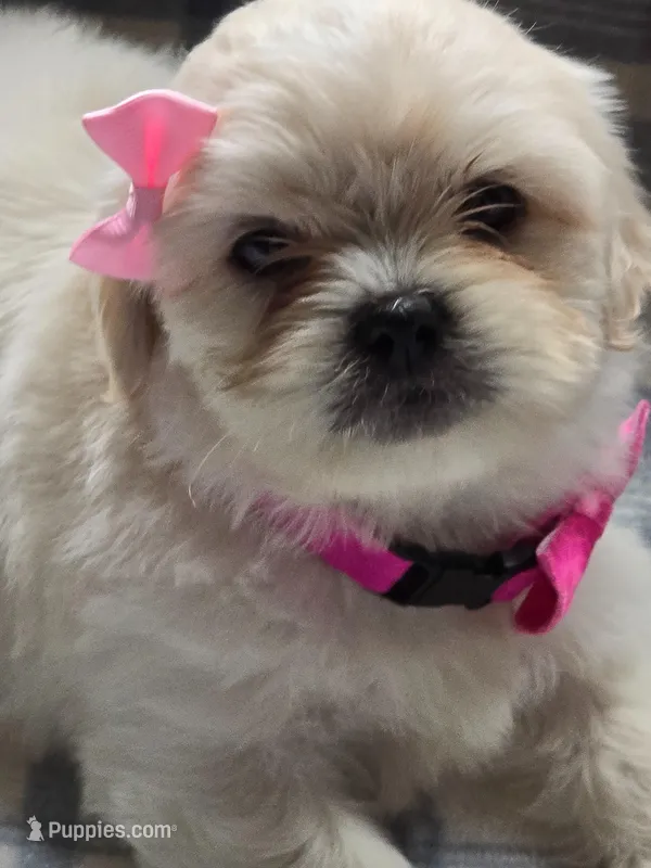Maggie  – Lhasa Apso puppy for sale in Canal Fulton, OH