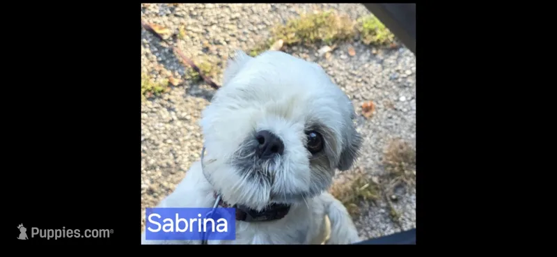 Sabrina – Lhasa Apso puppy for sale in Canal Fulton, OH