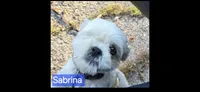 Sabrina, a female Lhasa Apso for sale in Canal Fulton, OH – 1 of 1