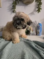 Kenai , a male Lhasa Apso for sale in Canal Fulton, OH – 8 of 10