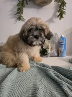 Kenai , a male Lhasa Apso for sale in Canal Fulton, OH – 7 of 10