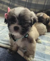 Phoebe, a female Lhasa Apso for sale in Canal Fulton, OH – 2 of 5