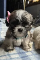 Phoebe, a female Lhasa Apso for sale in Canal Fulton, OH – 1 of 5