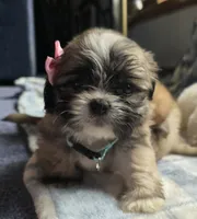 Phoebe, a female Lhasa Apso for sale in Canal Fulton, OH – 4 of 5