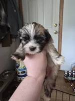 Phoebe, a female Lhasa Apso for sale in Canal Fulton, OH – Photo 3 of 3