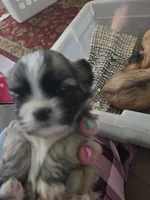 Phoebe, a female Lhasa Apso for sale in Canal Fulton, OH – Photo 2 of 3