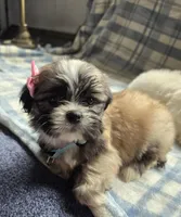 Phoebe, a female Lhasa Apso for sale in Canal Fulton, OH – 3 of 5