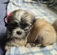 Phoebe, a female Lhasa Apso for sale in Canal Fulton, OH – 5 of 5