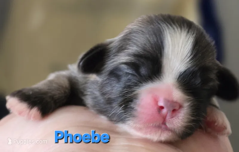 Phoebe – Lhasa Apso puppy for sale in Canal Fulton, OH