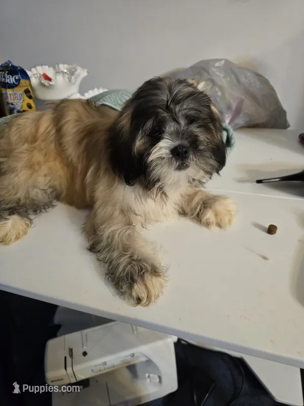 Lyla – Lhasa Apso puppy for sale in Canal Fulton, OH