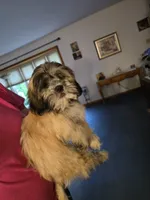 Lyla, a female Lhasa Apso for sale in Canal Fulton, OH – 4 of 5