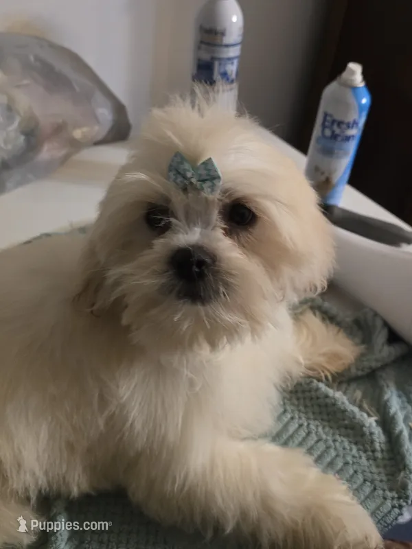 Maggie  – Lhasa Apso puppy for sale in Canal Fulton, OH