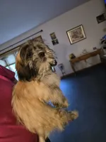 Lyla, a female Lhasa Apso for sale in Canal Fulton, OH – 5 of 5