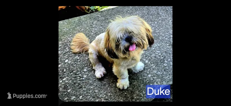 Duke – Lhasa Apso puppy for sale in Canal Fulton, OH
