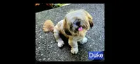 Duke, a male Lhasa Apso for sale in Canal Fulton, OH – 1 of 1