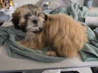 Koda , a male Lhasa Apso for sale in Canal Fulton, OH – 8 of 10