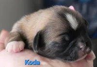 Koda , a male Lhasa Apso for sale in Canal Fulton, OH – Photo 1 of 5