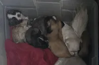 Koda , a male Lhasa Apso for sale in Canal Fulton, OH – Photo 4 of 5