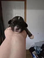 Lyla, a female Lhasa Apso for sale in Canal Fulton, OH – Photo 3 of 4