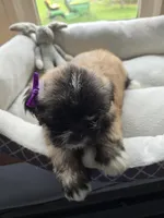 Lyla, a female Lhasa Apso for sale in Canal Fulton, OH – 4 of 6