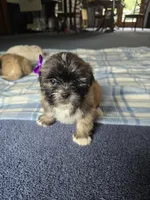 Lyla, a female Lhasa Apso for sale in Canal Fulton, OH – 5 of 6
