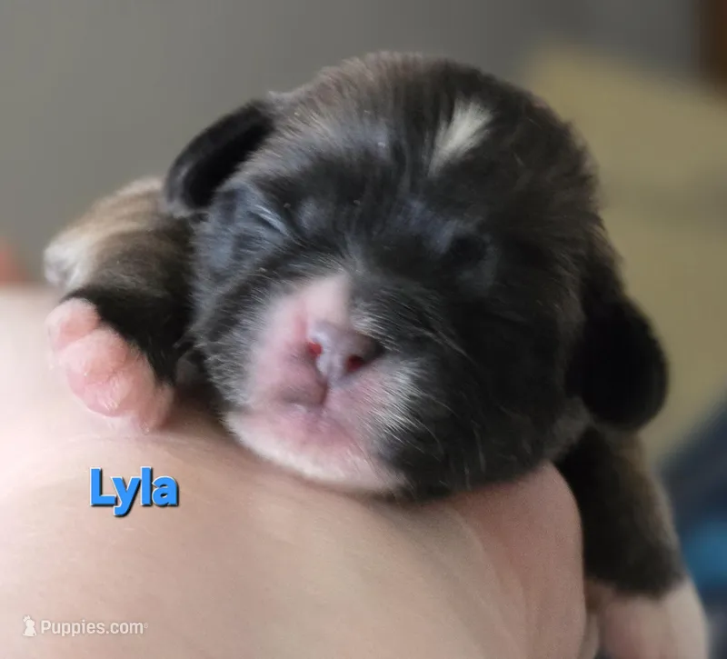 Lyla – Lhasa Apso puppy for sale in Canal Fulton, OH