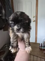 Lyla, a female Lhasa Apso for sale in Canal Fulton, OH – Photo 4 of 4