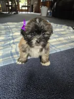 Lyla, a female Lhasa Apso for sale in Canal Fulton, OH – 2 of 6