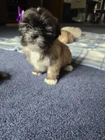 Lyla, a female Lhasa Apso for sale in Canal Fulton, OH – 3 of 6