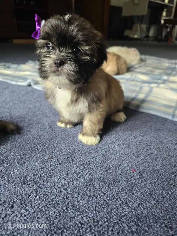 Lyla – Lhasa Apso puppy for sale in Canal Fulton, OH