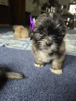 Lyla, a female Lhasa Apso for sale in Canal Fulton, OH – 6 of 6