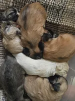 Lyla, a female Lhasa Apso for sale in Canal Fulton, OH – Photo 2 of 4