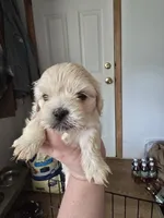 Maggie , a female Lhasa Apso for sale in Canal Fulton, OH – Photo 4 of 4