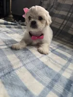 Maggie , a female Lhasa Apso for sale in Canal Fulton, OH – 4 of 5