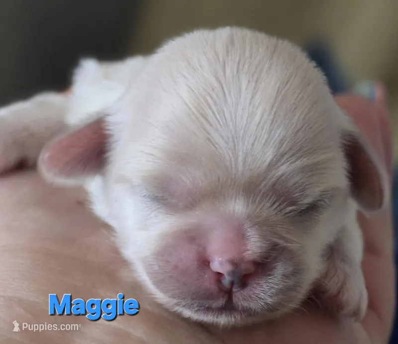 Maggie  – Lhasa Apso puppy for sale in Canal Fulton, OH
