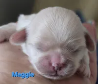 Maggie , a female Lhasa Apso for sale in Canal Fulton, OH – Photo 1 of 4