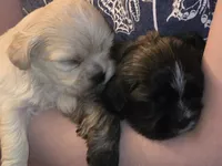 Maggie , a female Lhasa Apso for sale in Canal Fulton, OH – Photo 3 of 4