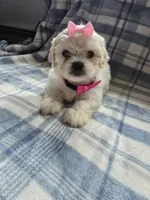 Maggie , a female Lhasa Apso for sale in Canal Fulton, OH – 2 of 5