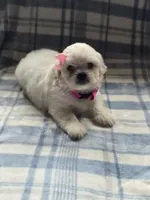 Maggie , a female Lhasa Apso for sale in Canal Fulton, OH – 3 of 5