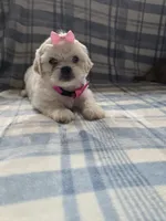 Maggie , a female Lhasa Apso for sale in Canal Fulton, OH – 5 of 5