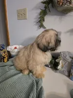 Kenai , a male Lhasa Apso for sale in Canal Fulton, OH – 10 of 10