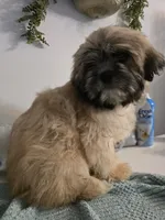 Kenai , a male Lhasa Apso for sale in Canal Fulton, OH – 4 of 10